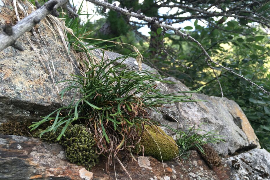 Asplenium septentrionale